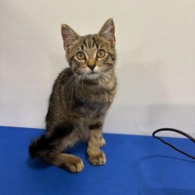 Grease Monkey, adopted, Kitten Male Domestic Short Hair.
