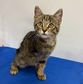 Enlarge Grease Monkey, an adopted Domestic Short Hair in LITTLE MOUNTAIN, SC image 3/5
