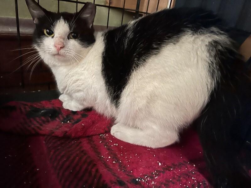 Lena, a Adoptable Domestic Short Hair in Colmar, PA image 1/2