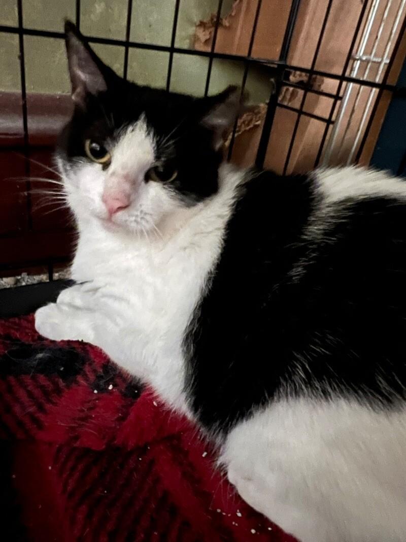 Lena, a Adoptable Domestic Short Hair in Colmar, PA image 2/2