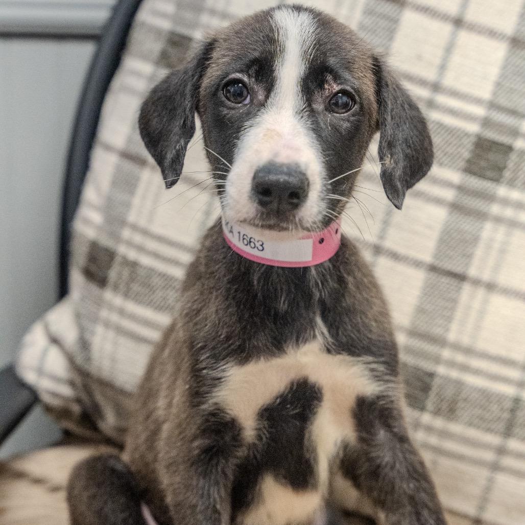 Ashoka Tano, Adoptable, Puppy Female Labrador Retriever & Collie.