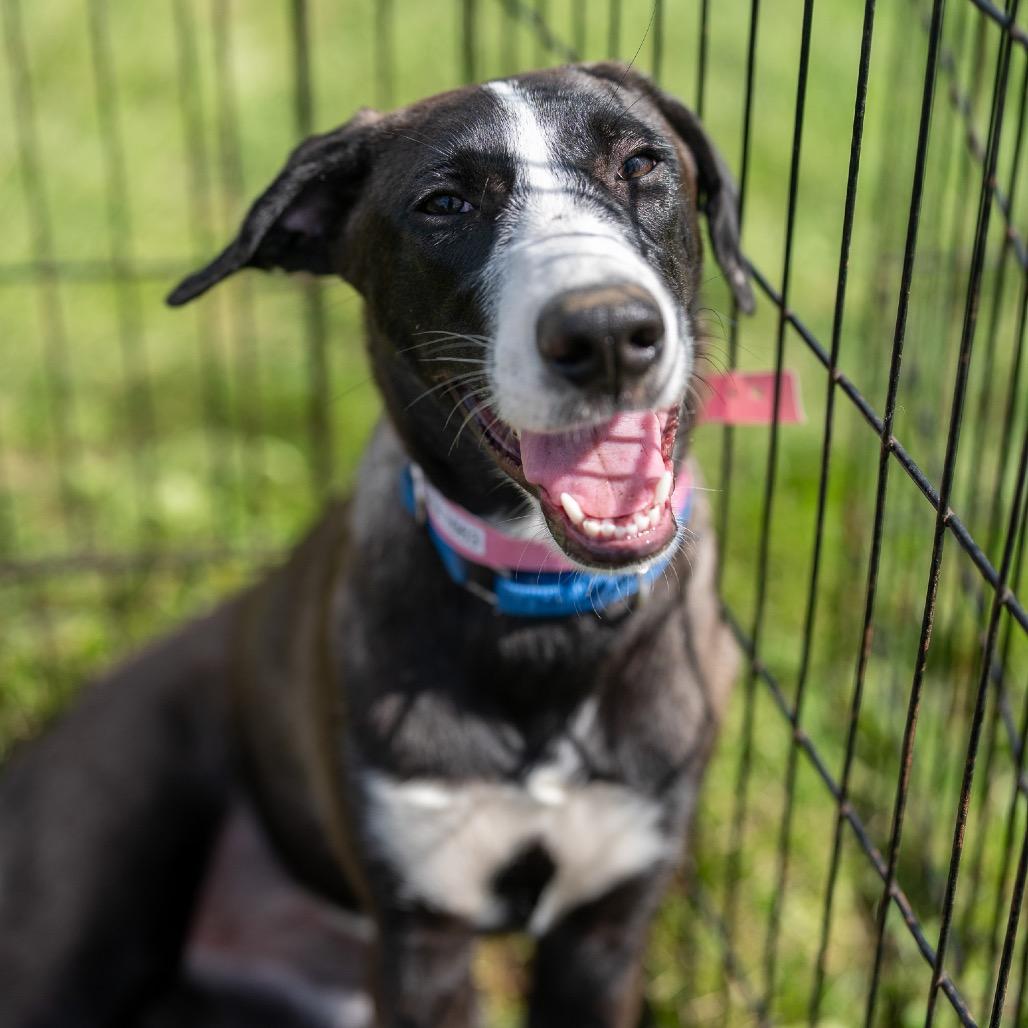 Ashoka Tano, Adoptable, Puppy Female Labrador Retriever & Collie.