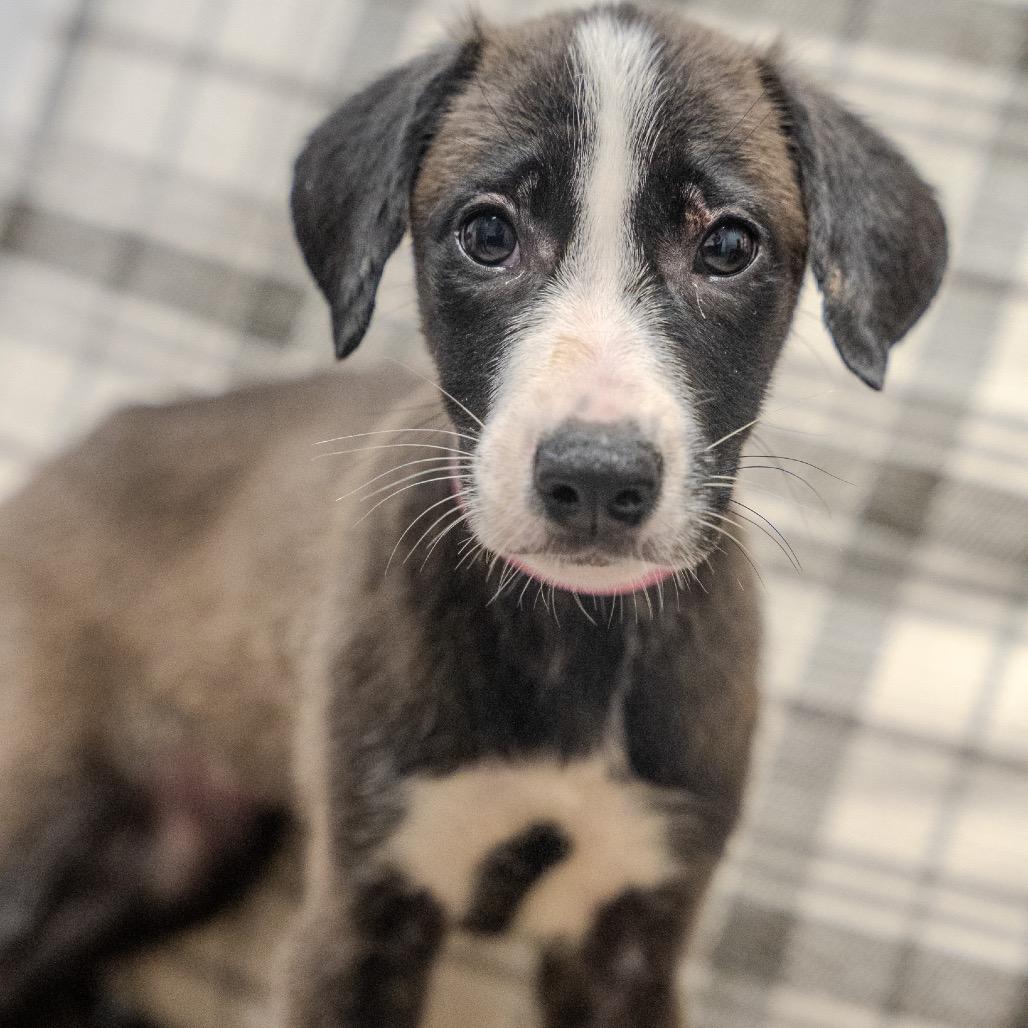 Ashoka Tano, a Adoptable mixed breed in Pawling, NY image 2/6