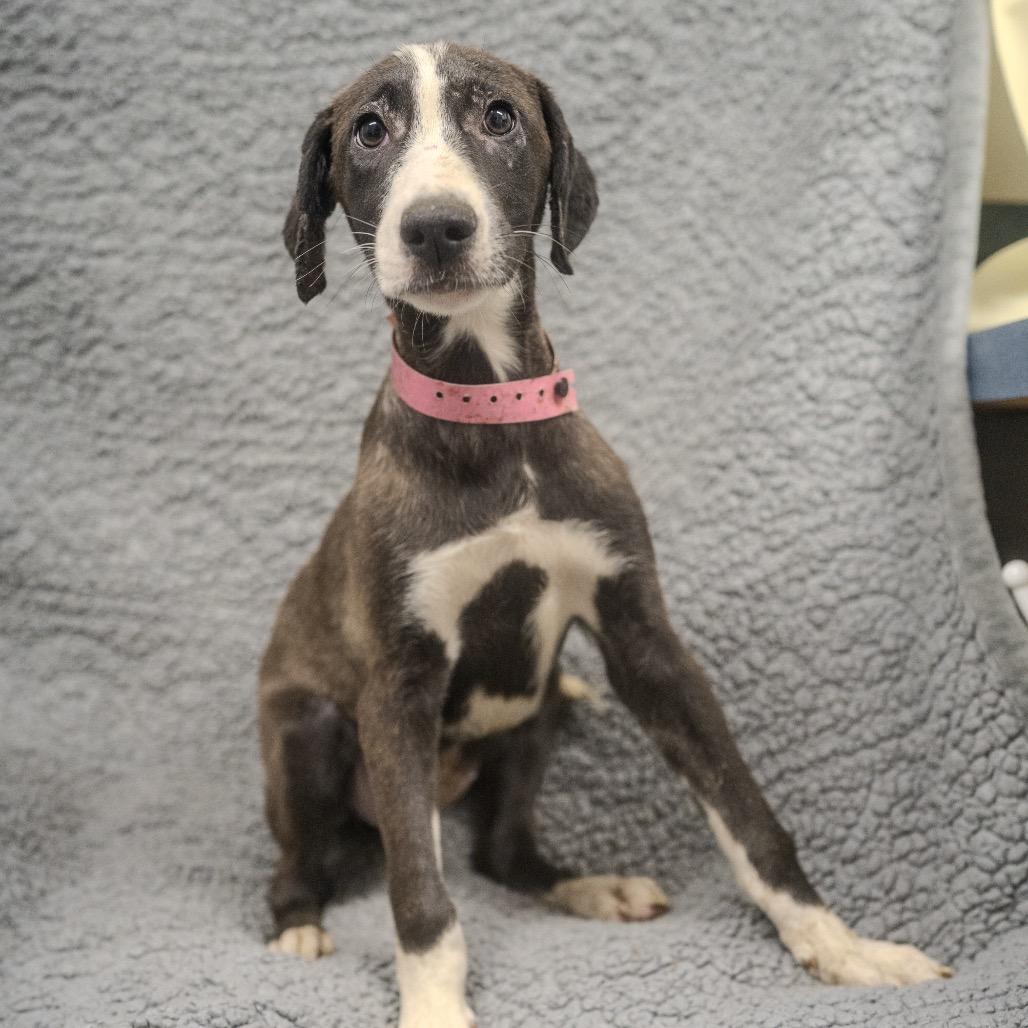 Ashoka Tano, a Adoptable mixed breed in Pawling, NY image 3/6
