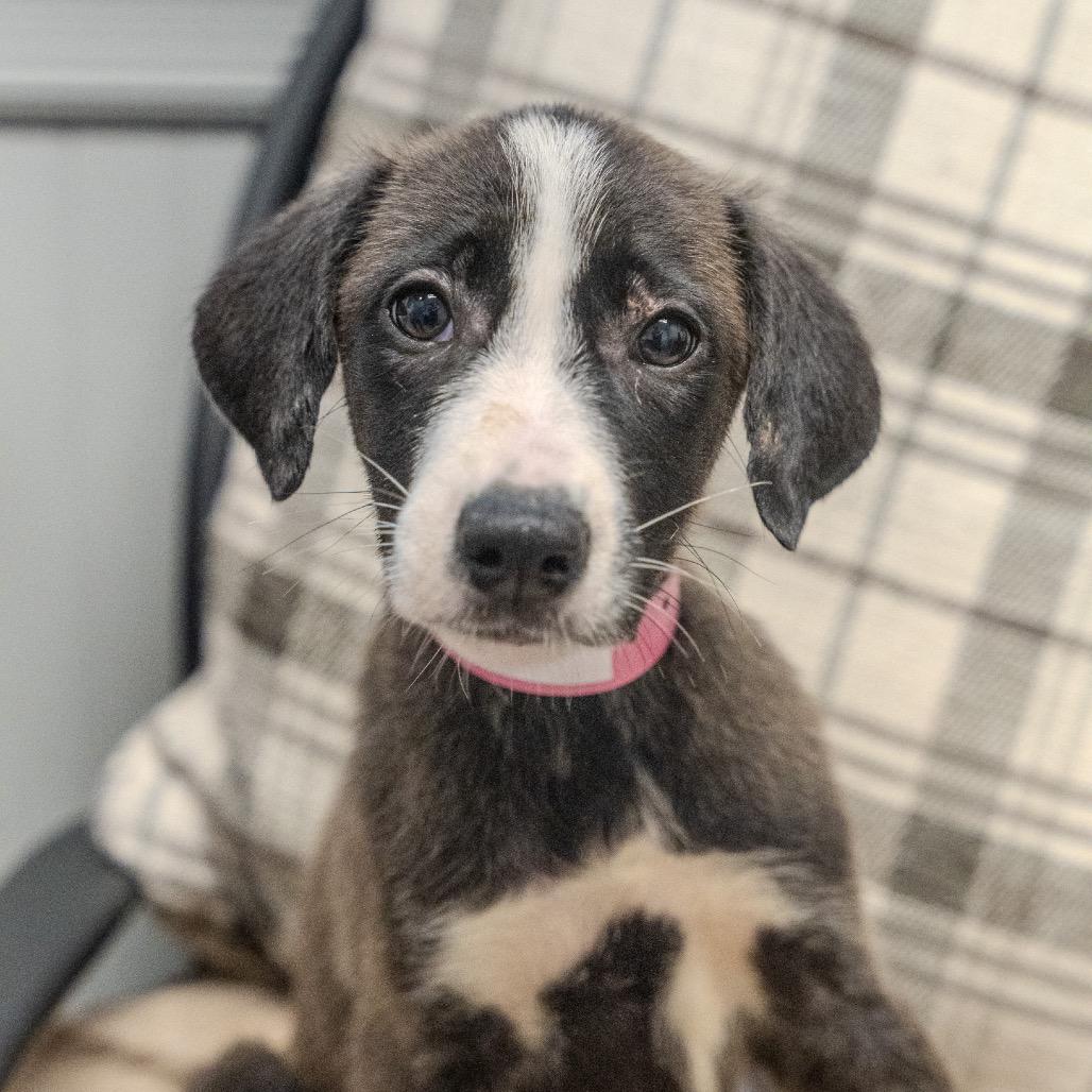 Ashoka Tano, a Adoptable mixed breed in Pawling, NY image 4/6