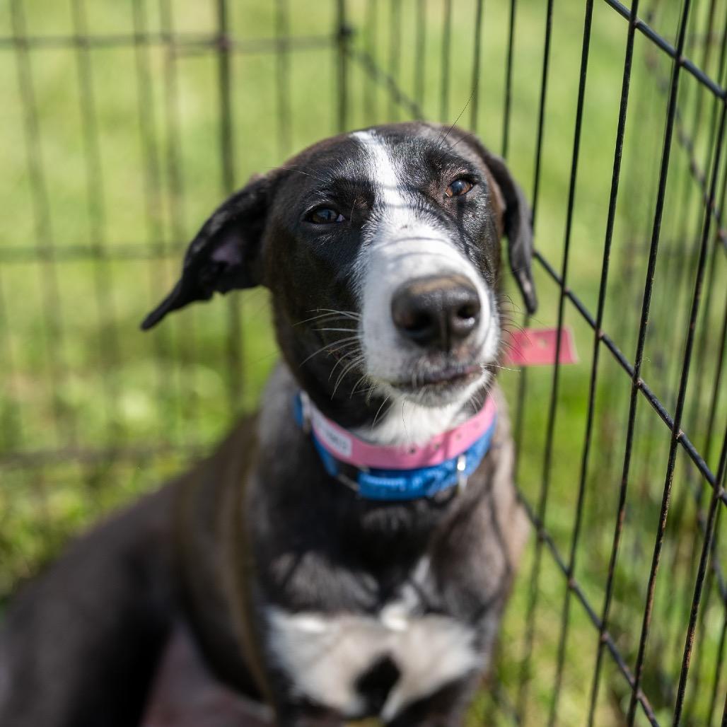 Enlarge Ashoka Tano, a Adoptable mixed breed in Pawling, NY image 2/5
