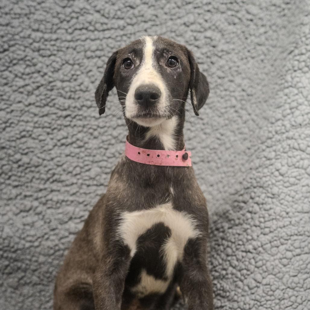 Ashoka Tano, a Adoptable mixed breed in Pawling, NY image 5/6