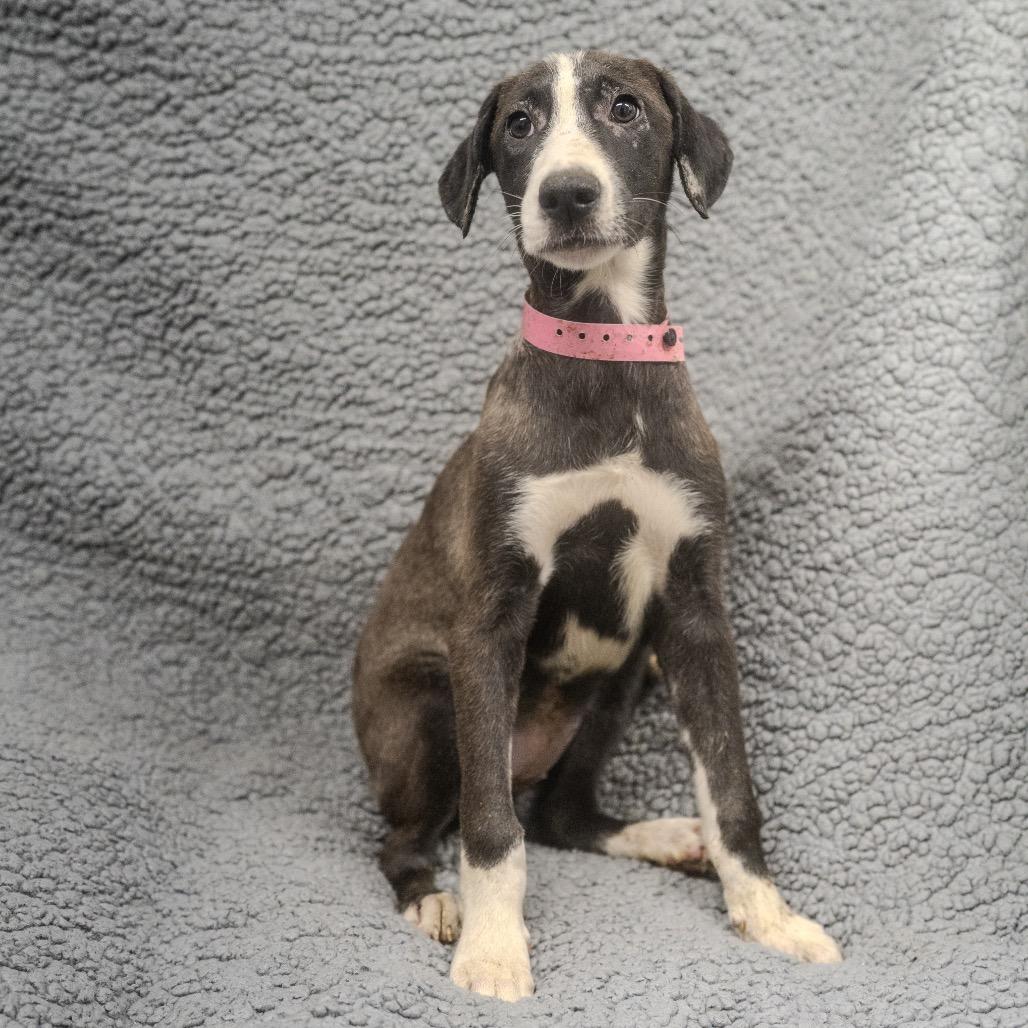 Ashoka Tano, a Adoptable mixed breed in Pawling, NY image 6/6
