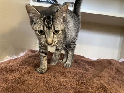 Enlarge Mila, a Adoptable mixed breed in Independence, MO image 1/3