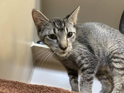 Enlarge Mila, a Adoptable mixed breed in Independence, MO image 3/3