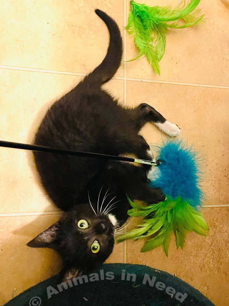 Enlarge Jelly Bean, a Adopted Domestic Short Hair in Downey, CA image 1/16