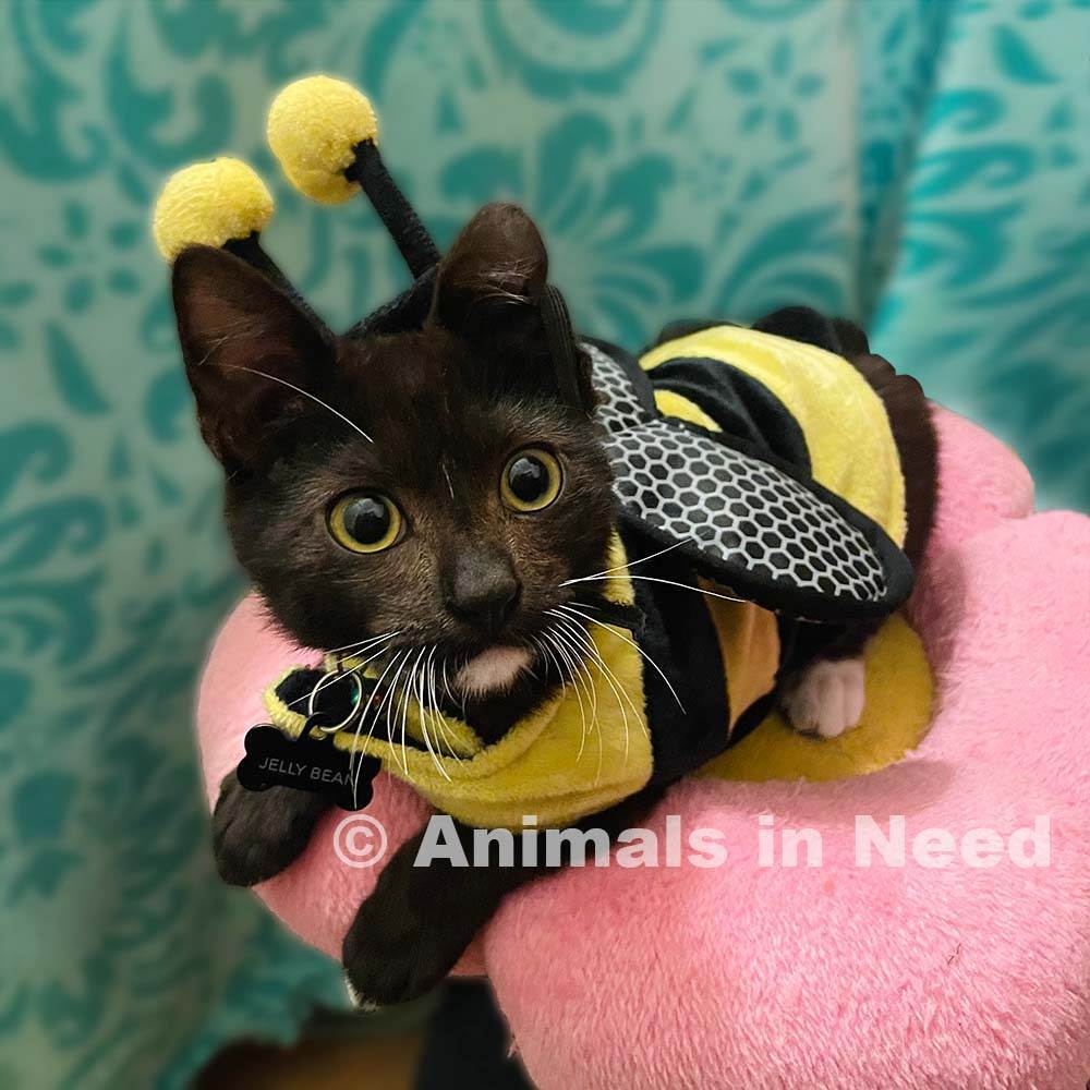 Enlarge Jelly Bean, a Adopted Domestic Short Hair in Downey, CA image 2/16