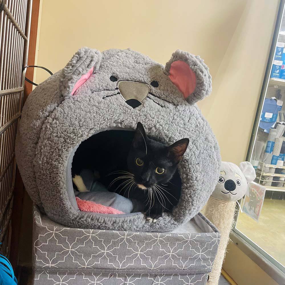 Enlarge Jelly Bean, a Adopted Domestic Short Hair in Downey, CA image 3/16