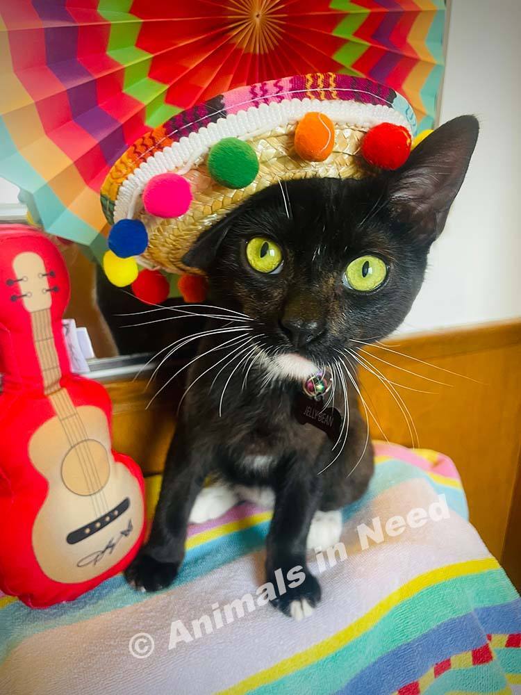 Enlarge Jelly Bean, a Adopted Domestic Short Hair in Downey, CA image 4/16