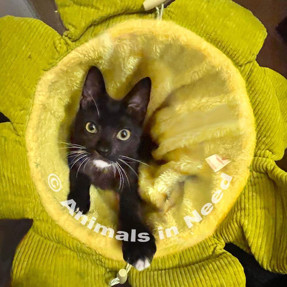 Enlarge Jelly Bean, a Adopted Domestic Short Hair in Downey, CA image 5/16