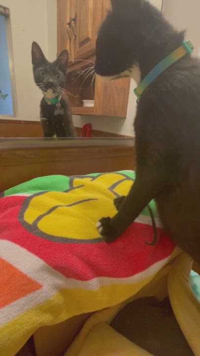 Enlarge Jelly Bean, a Adopted Domestic Short Hair in Downey, CA video 13/16