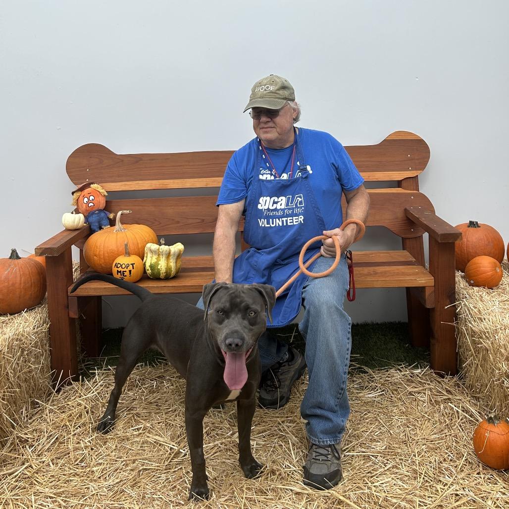 Enlarge Pepper, a Adoptable mixed breed in Long Beach, CA image 1/6