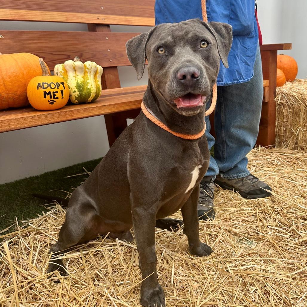 Enlarge Pepper, a Adoptable mixed breed in Long Beach, CA image 3/6