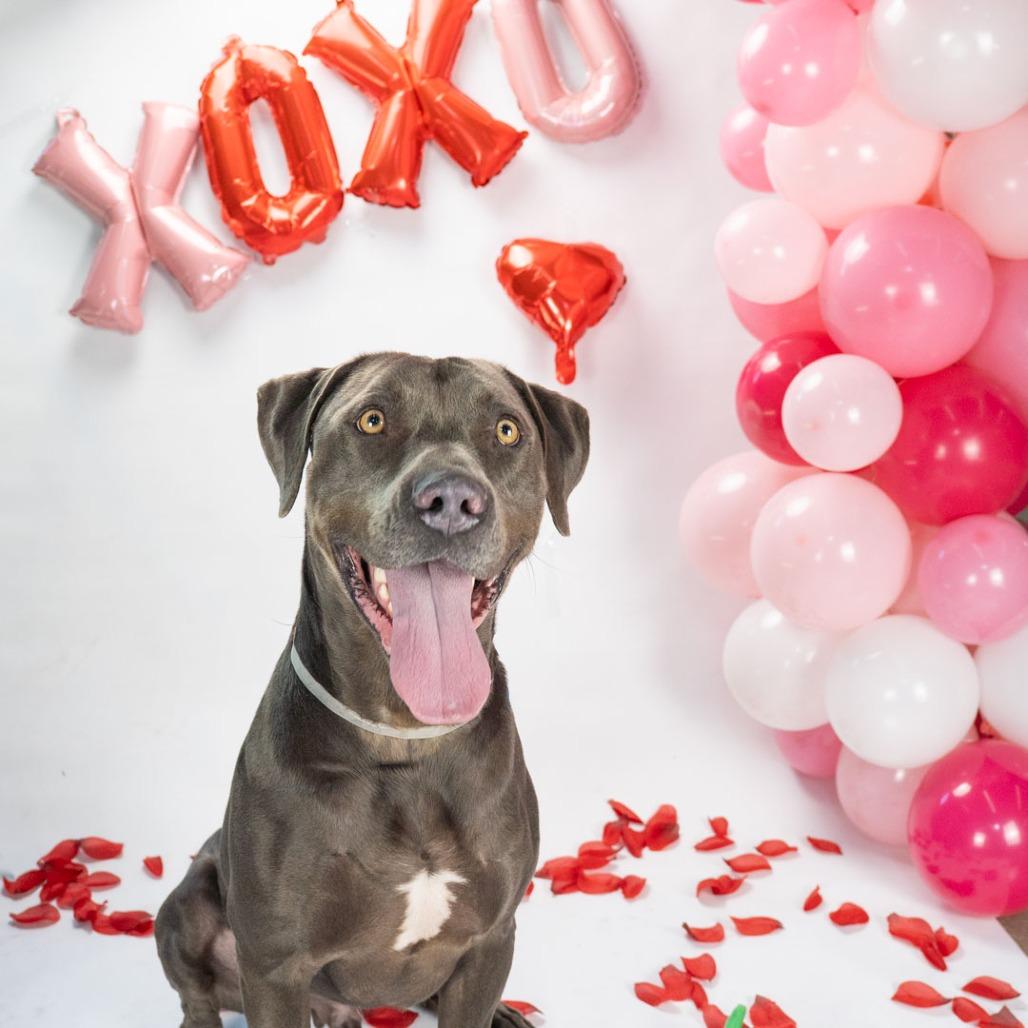 Enlarge Pepper, a Adoptable mixed breed in Long Beach, CA image 4/6