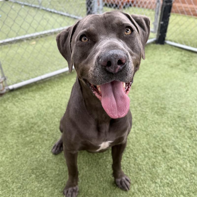 Enlarge Pepper, a Adoptable mixed breed in Long Beach, CA image 4/6