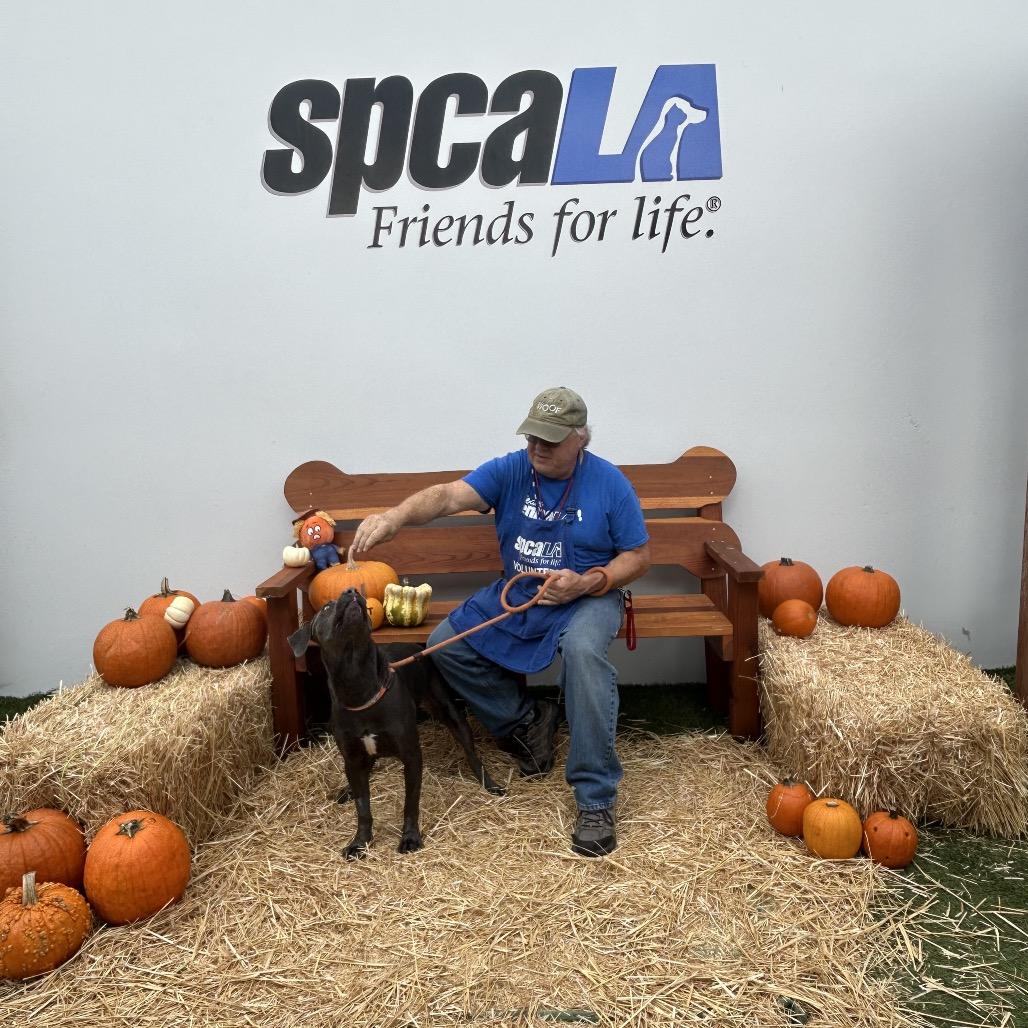 Enlarge Pepper, a Adoptable mixed breed in Long Beach, CA image 5/6