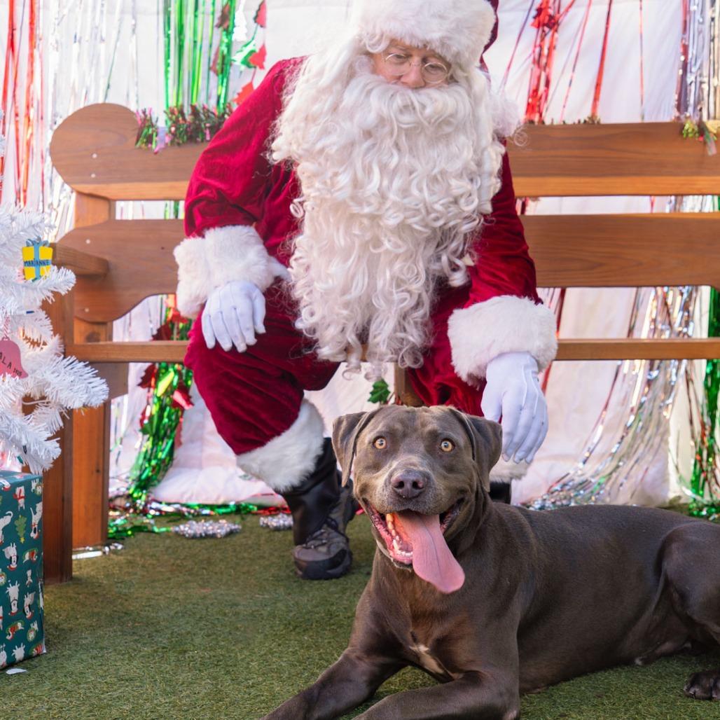 Enlarge Pepper, a Adoptable mixed breed in Long Beach, CA image 6/6