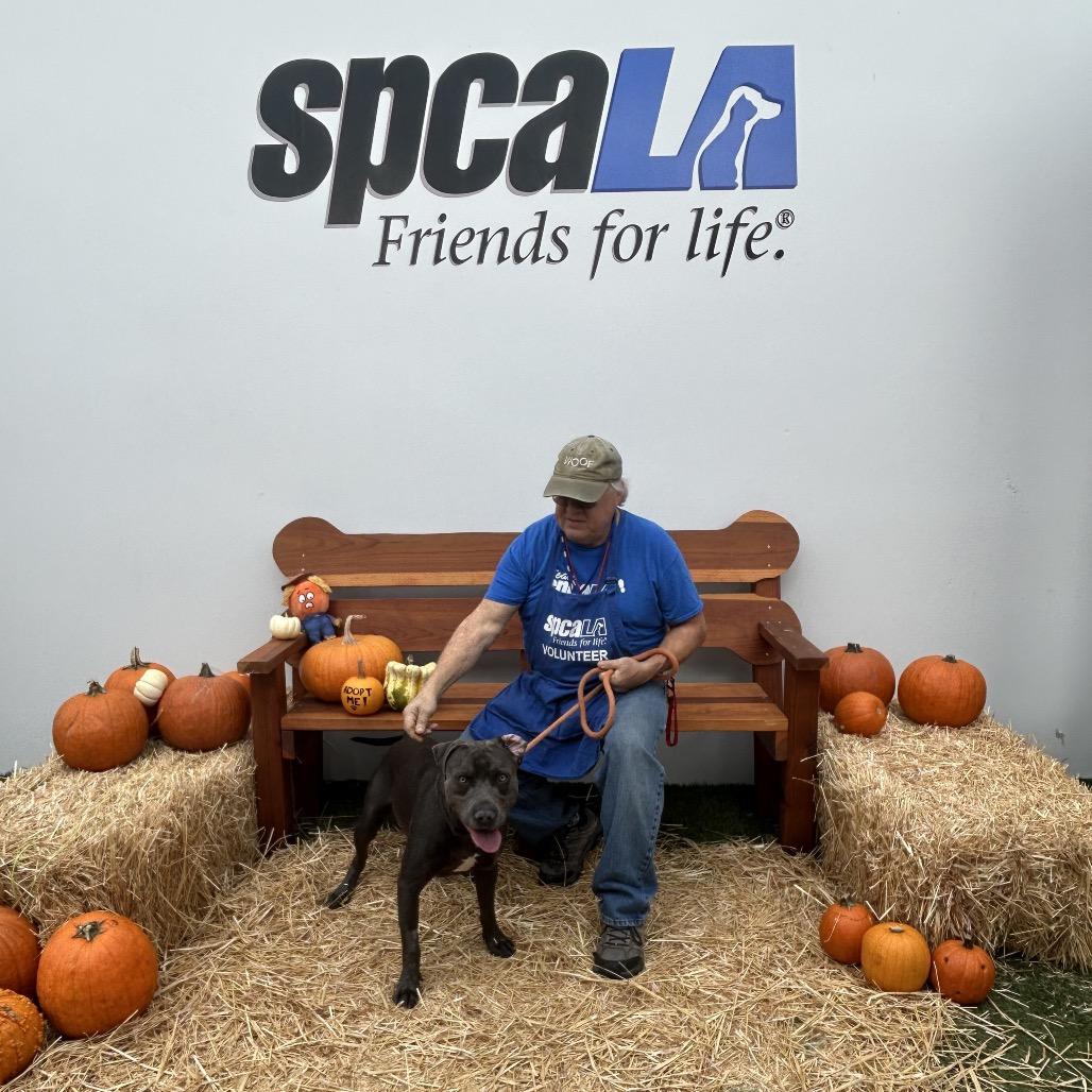 Enlarge Pepper, a Adoptable mixed breed in Long Beach, CA image 6/6