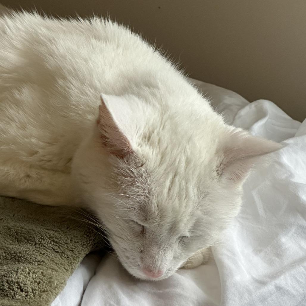 Enlarge Bella, a Adoptable Domestic Short Hair in Murray, UT image 1/6