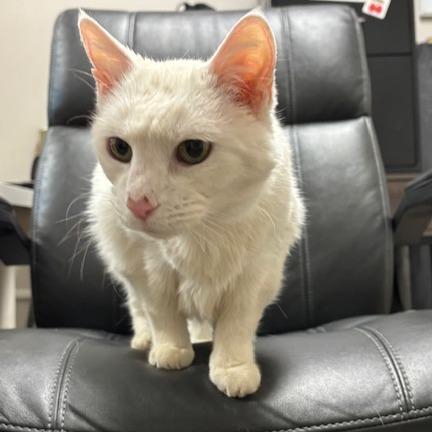 Enlarge Bella, a Adoptable Domestic Short Hair in Murray, UT image 2/6