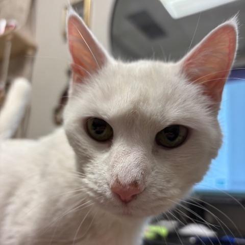 Enlarge Bella, a Adoptable Domestic Short Hair in Murray, UT image 3/6