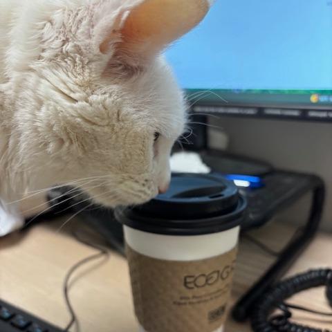 Enlarge Bella, a Adoptable Domestic Short Hair in Murray, UT image 4/6