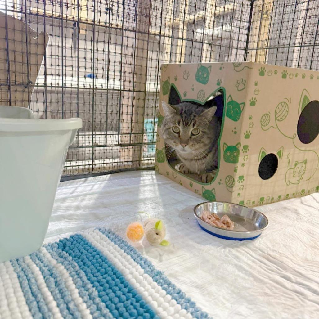 Enlarge Jelly Roll, a Adoptable Domestic Short Hair in Pocono Summit, PA image 1/2