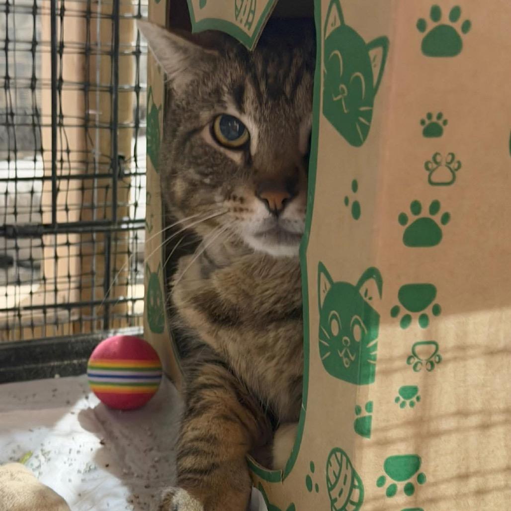 Enlarge Jelly Roll, a Adoptable Domestic Short Hair in Pocono Summit, PA image 2/2