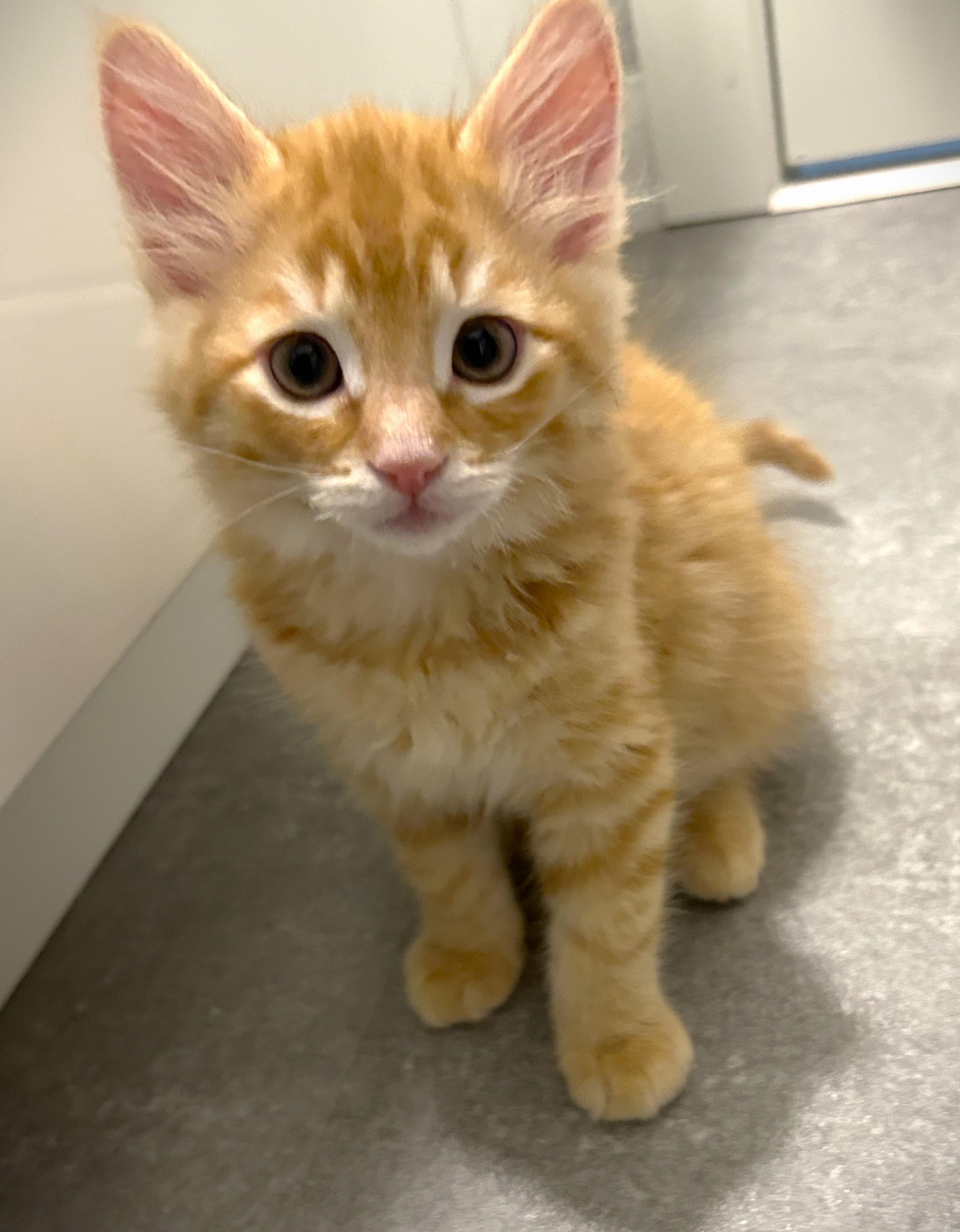 Sebastiano, Baby Male unknown