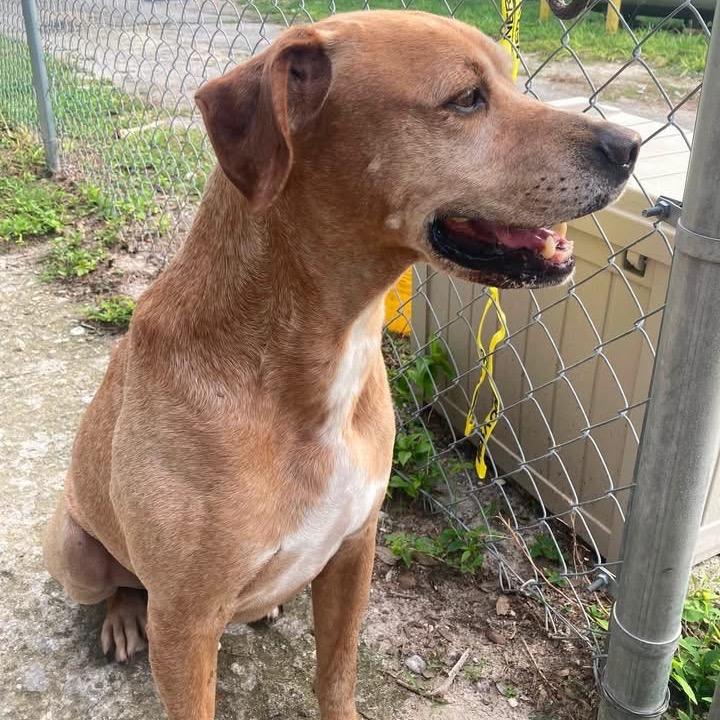 Enlarge Wayne, a Adoptable English Coonhound in Port Richey, FL image 1/6