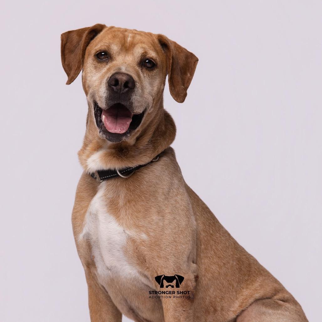 Enlarge Wayne, a Adoptable English Coonhound in Port Richey, FL image 2/6