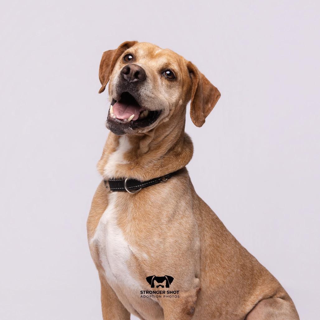 Enlarge Wayne, a Adoptable English Coonhound in Port Richey, FL image 3/6