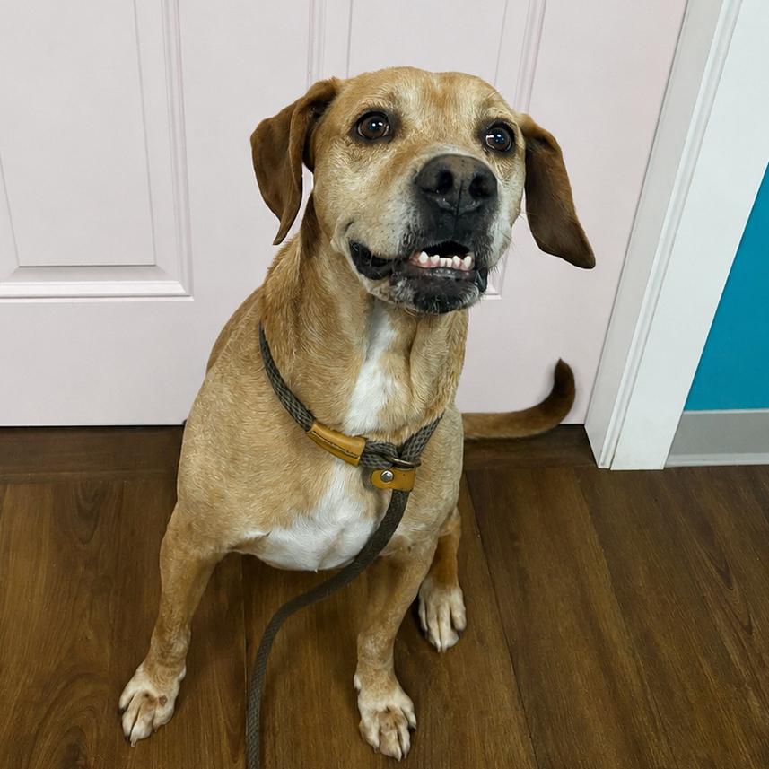Enlarge Wayne, a Adoptable English Coonhound in Port Richey, FL image 4/6