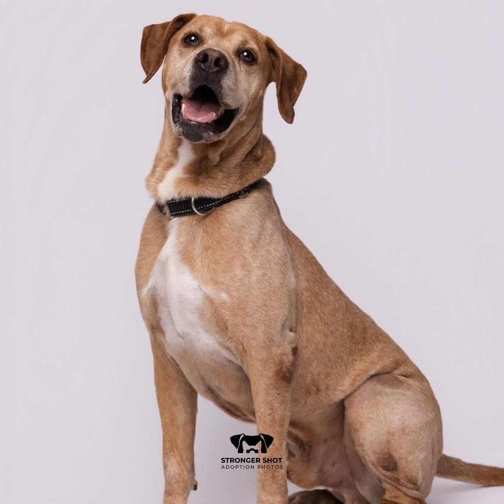 Enlarge Wayne, a Adoptable English Coonhound in Port Richey, FL image 5/6
