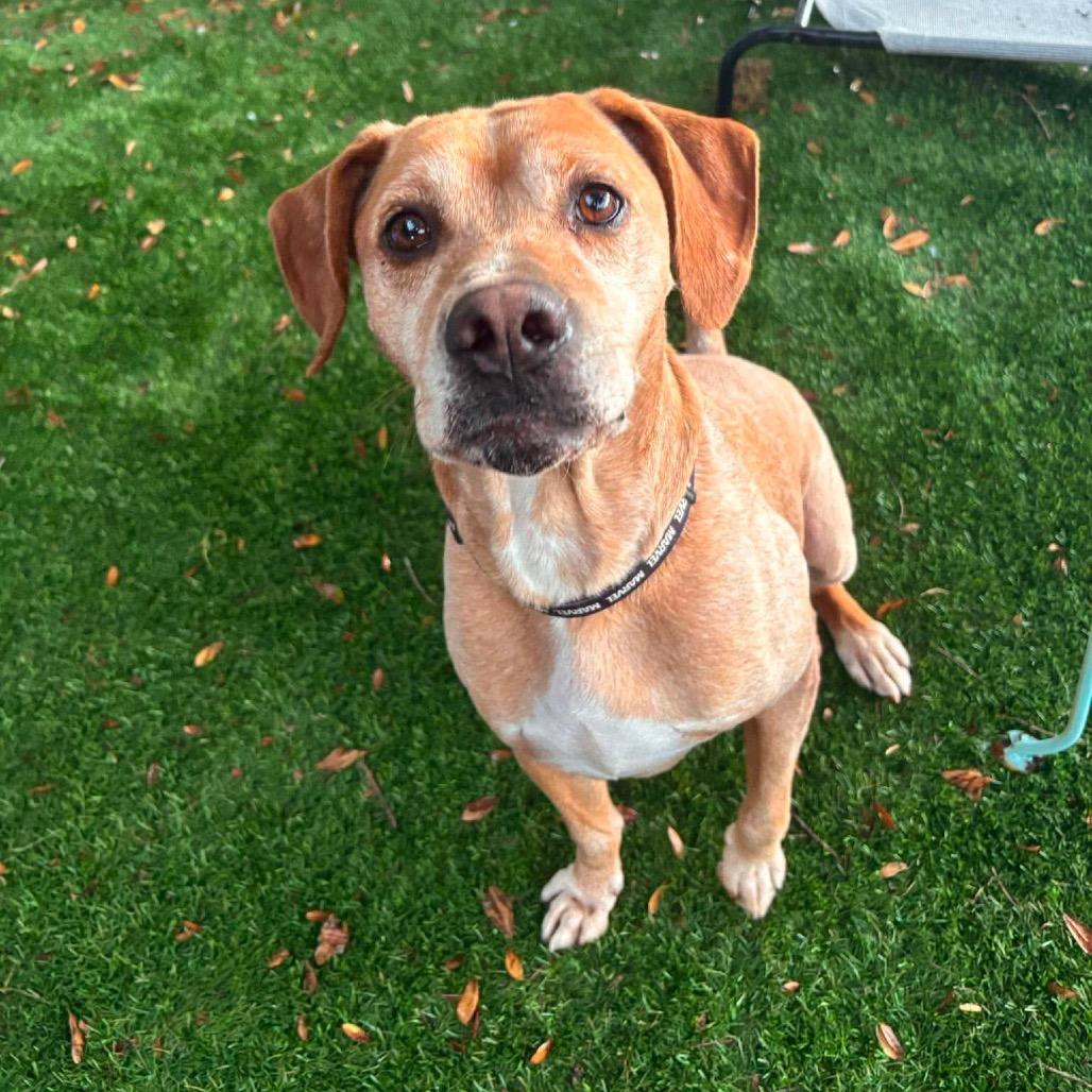 Enlarge Wayne, a Adoptable English Coonhound in Port Richey, FL image 6/6