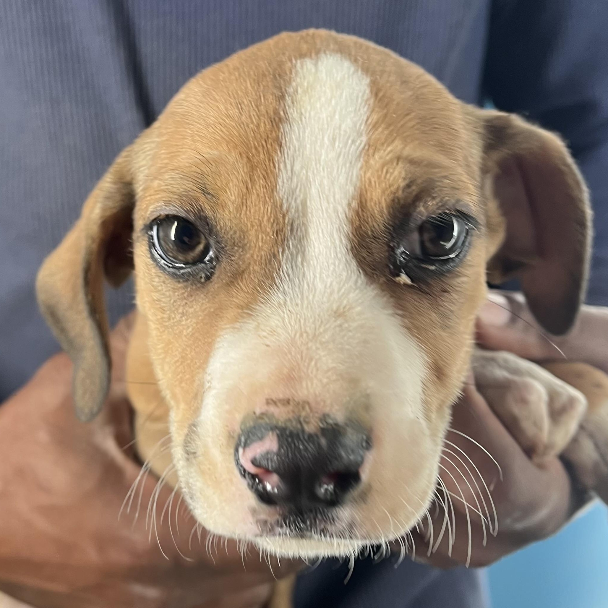 Heimlich - Local February 13-15, adopted, Puppy Male Rat Terrier.