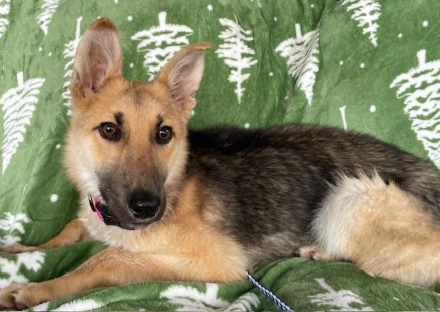 Enlarge Sassy, a ADOPTABLE German Shepherd Dog in Memphis, TN image 3/4