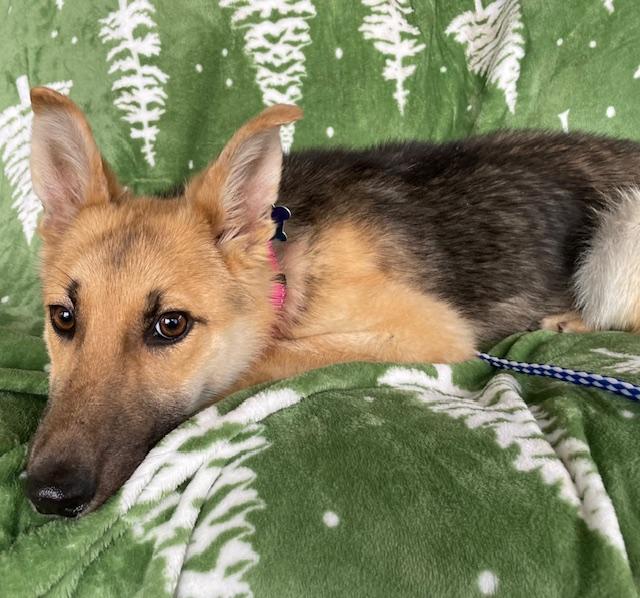 Enlarge Sassy, a ADOPTABLE German Shepherd Dog in Memphis, TN image 2/4