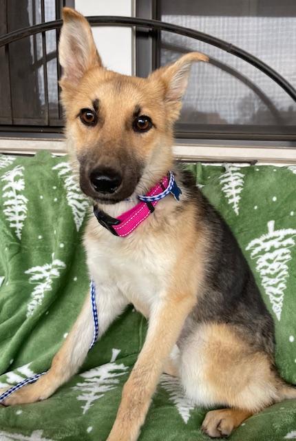 Enlarge Sassy, a ADOPTABLE German Shepherd Dog in Memphis, TN image 4/4