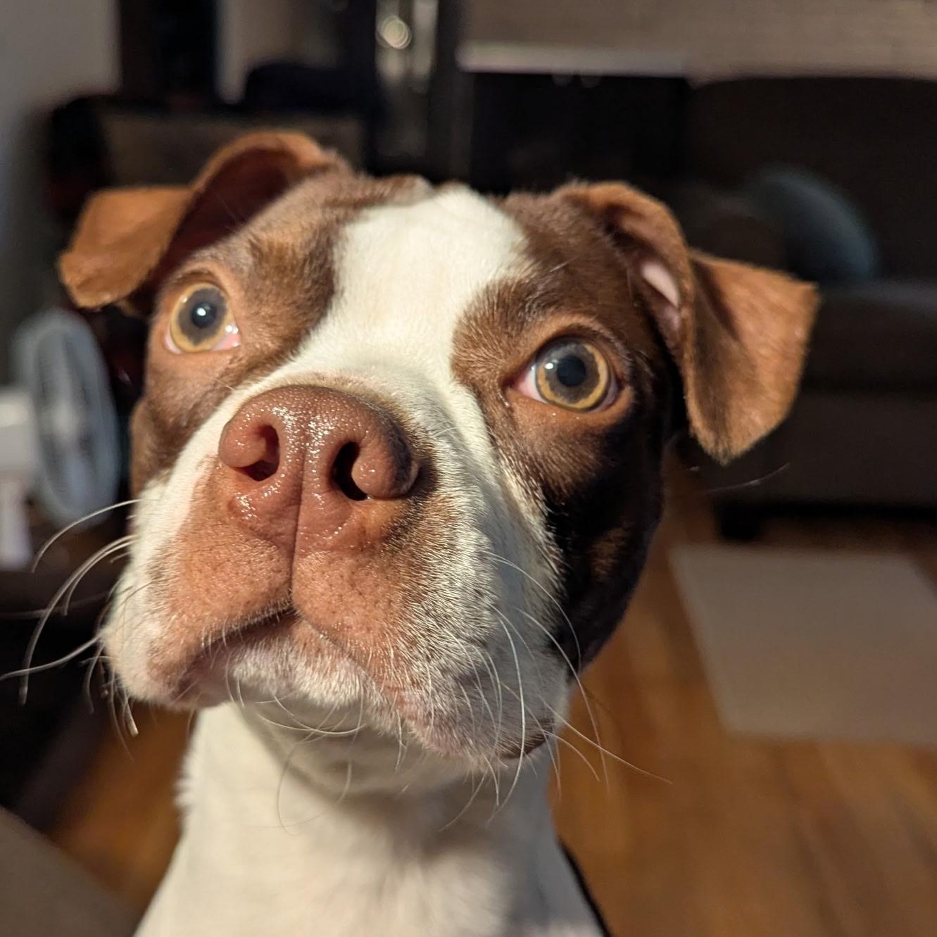 Enlarge Maverick in NE, a ADOPTABLE Boston Terrier in Elkhorn, NE image 3/4