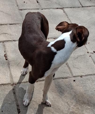 Maverick in NE, a ADOPTABLE Boston Terrier in Elkhorn, NE image 3/3