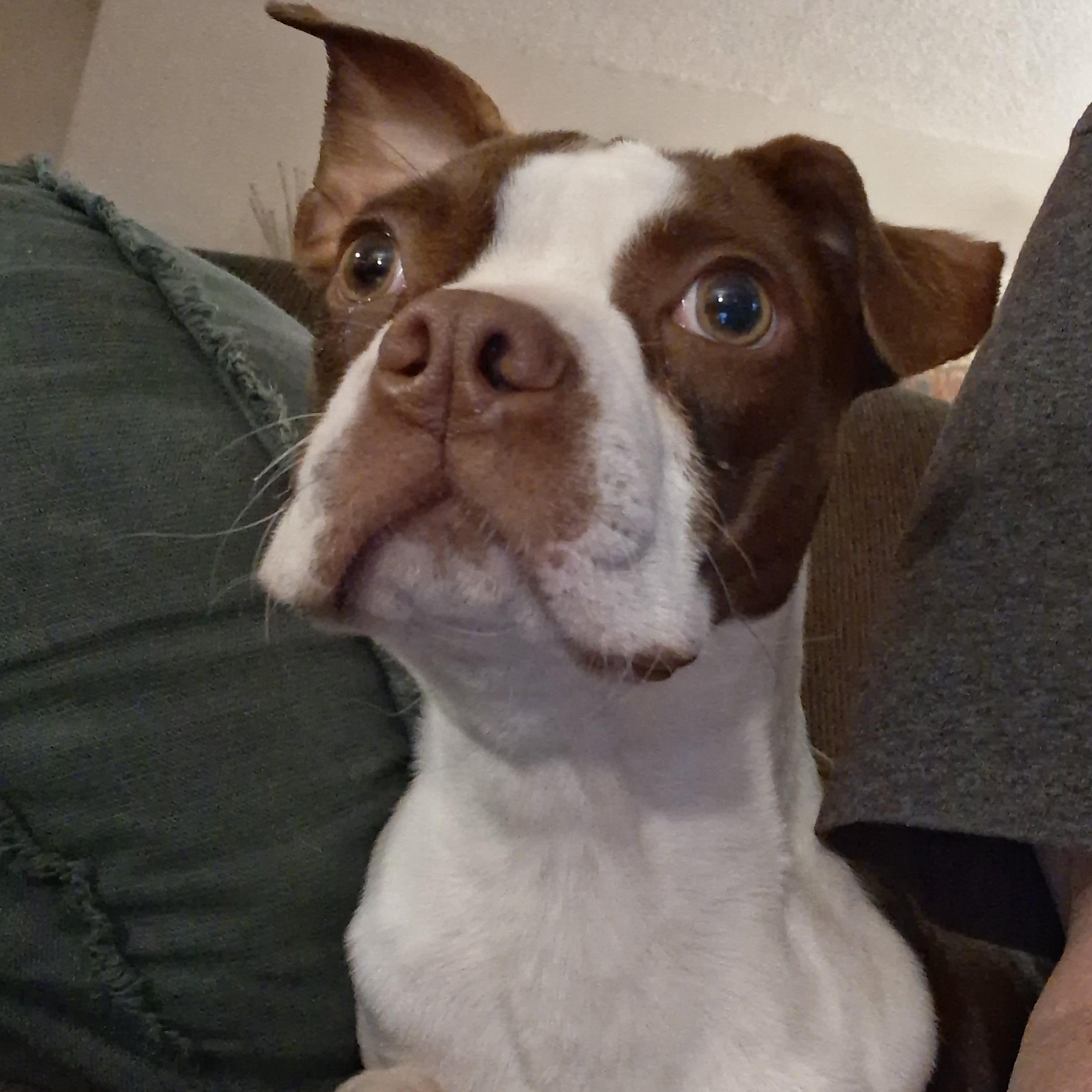 Maverick in NE, ADOPTABLE, Puppy Male Boston Terrier.