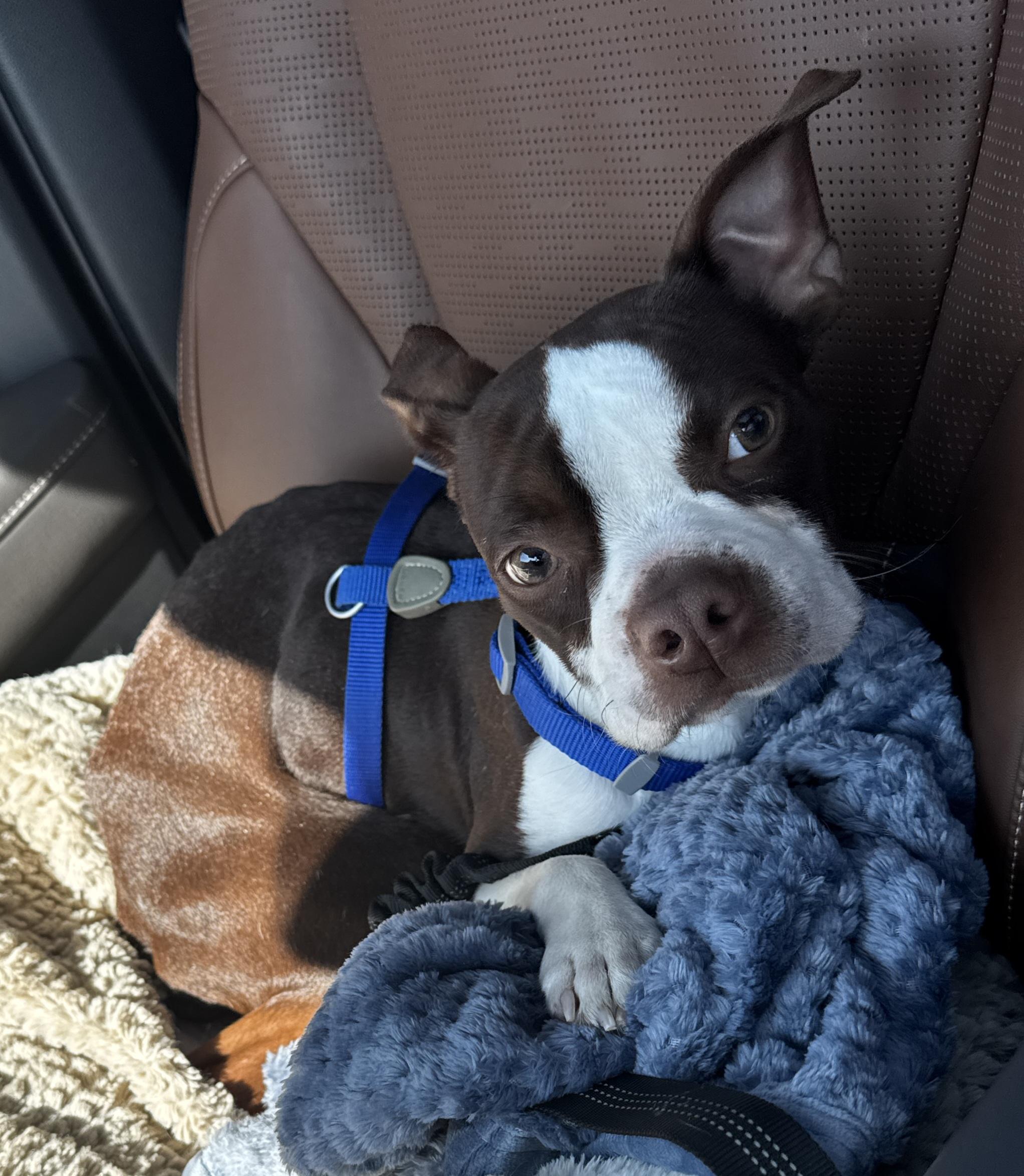 Maverick in NE, a ADOPTABLE Boston Terrier in Elkhorn, NE image 2/3