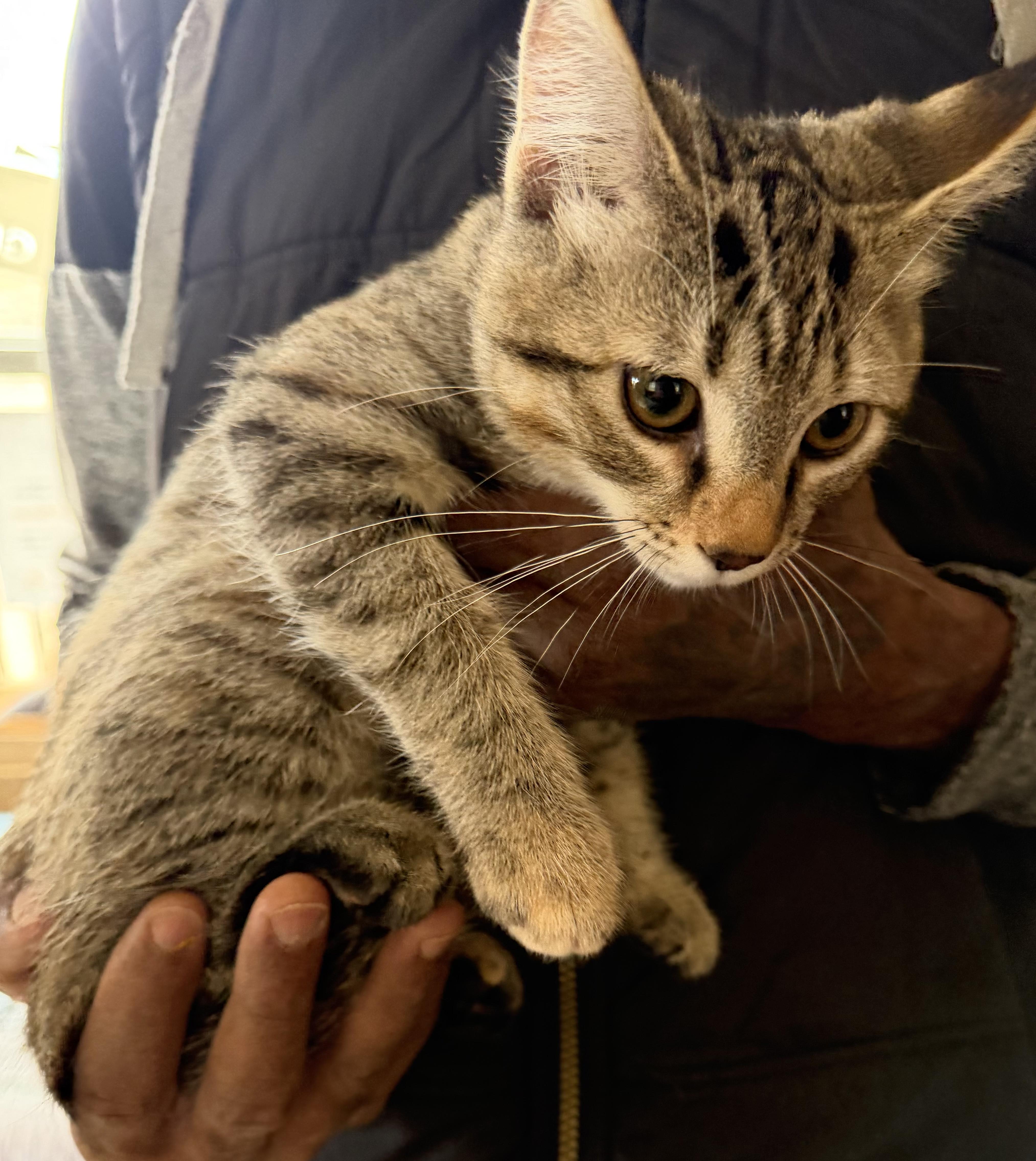 Alice, Adoptable, Kitten Female Domestic Short Hair.
