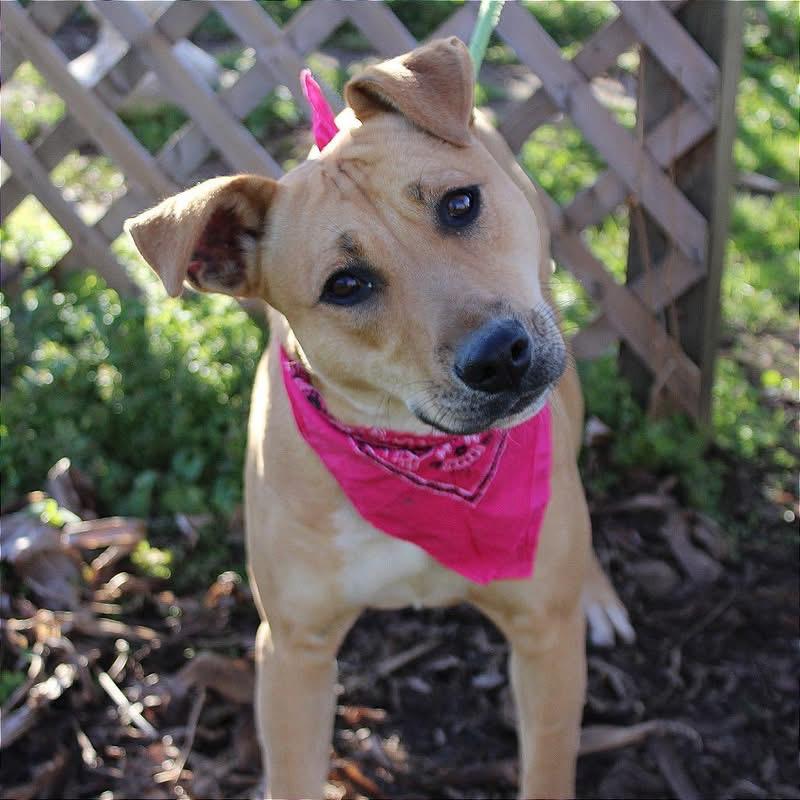Kimmy, ADOPTABLE, Young Female American Staffordshire Terrier & Pit Bull Terrier.